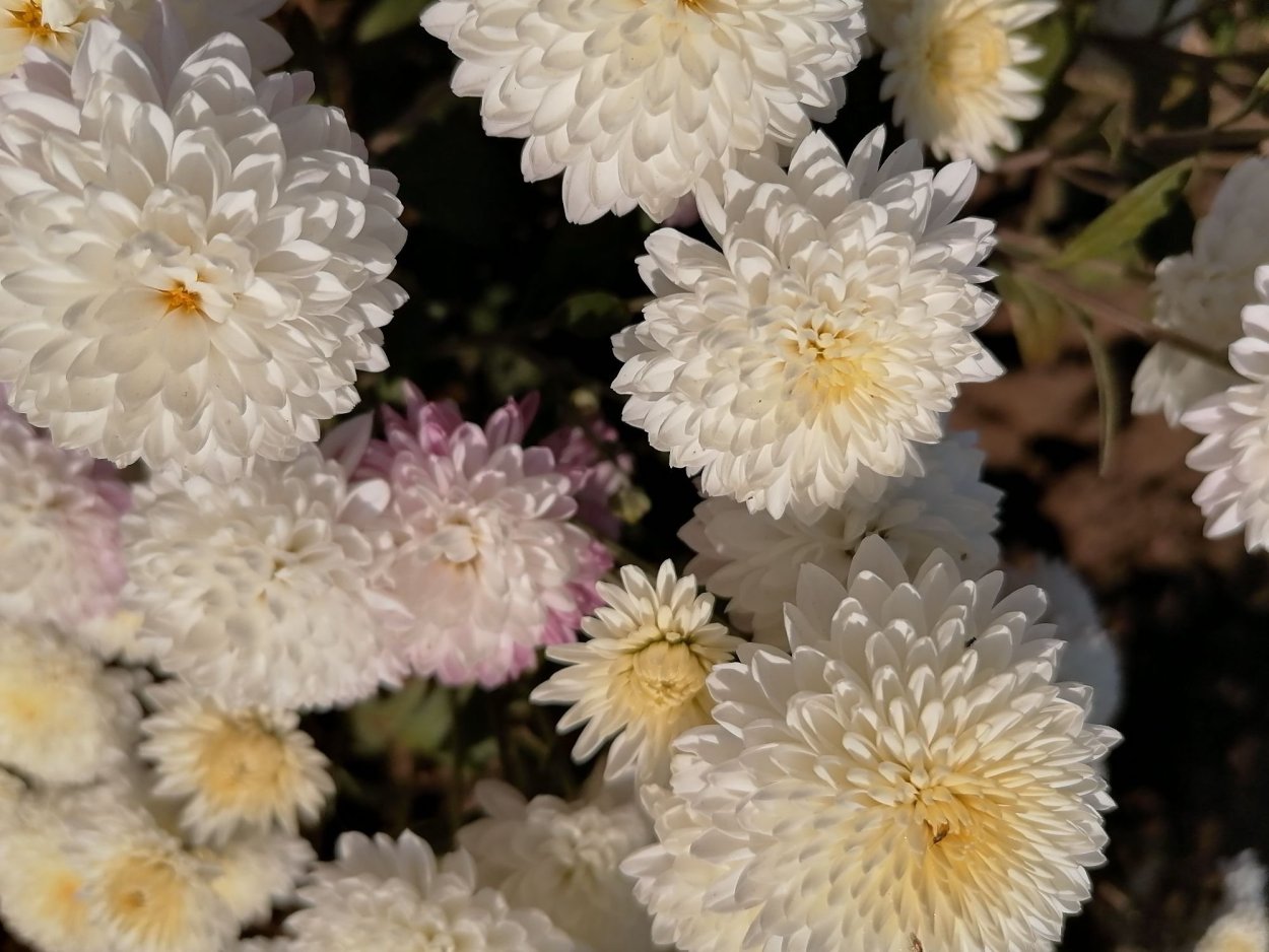 Белые осенние цветы