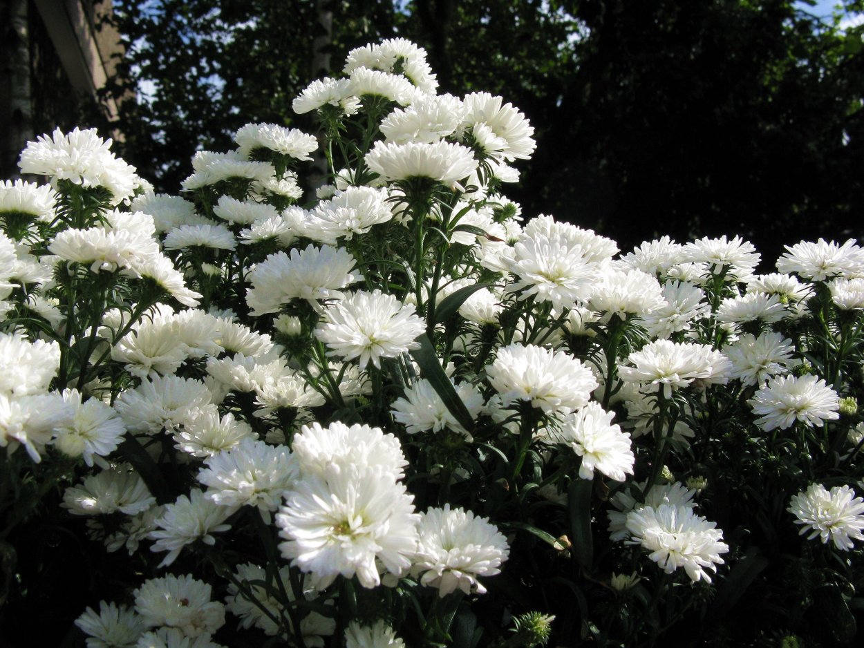 Астра махровая Хризантема