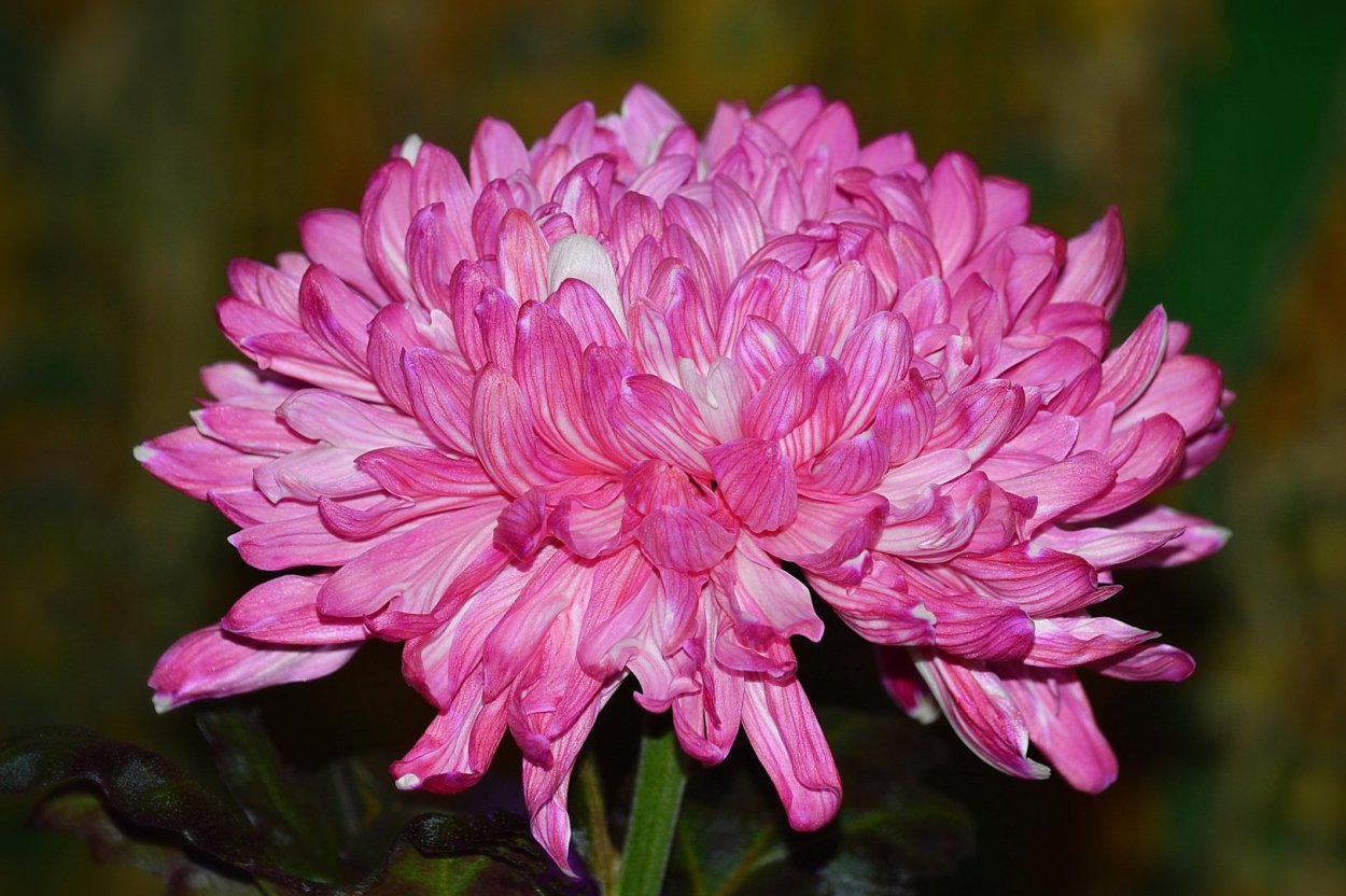 Хризантема Марица