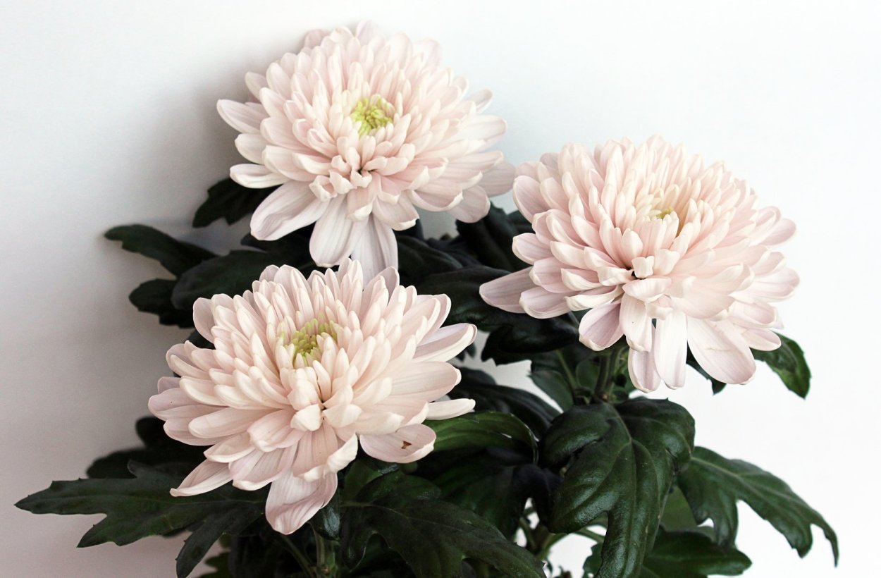 Хризантема Зембла