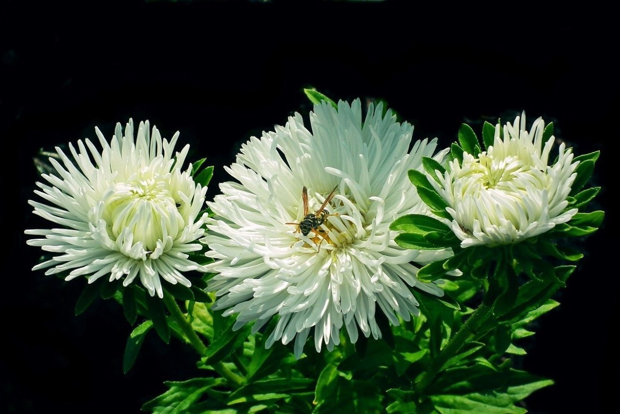 Астра Хризантелла белая