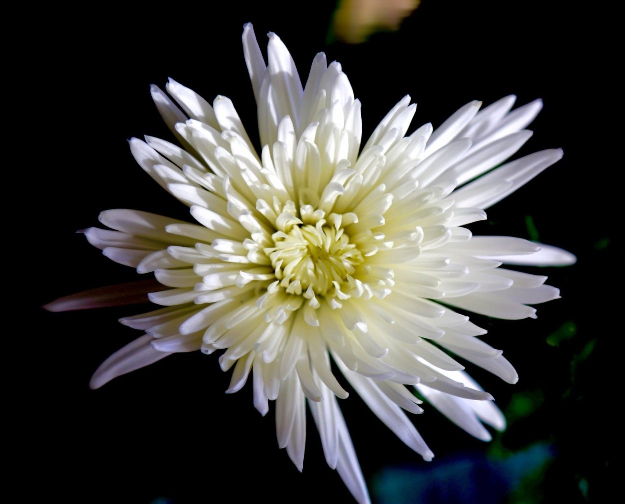 Хризантема Анастасия белая