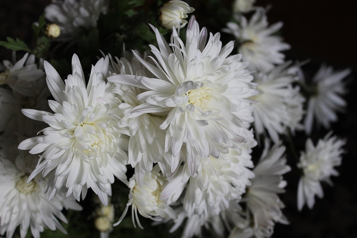 Хризантема белая махровая