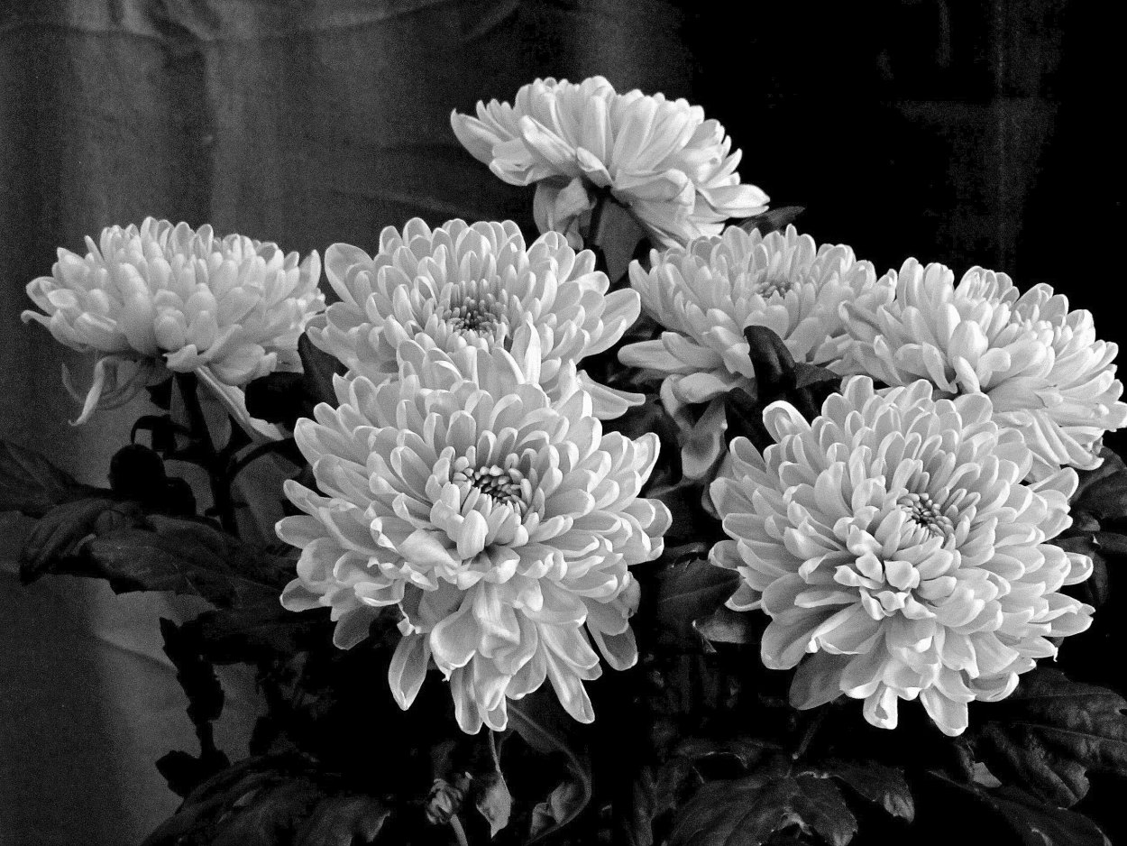 Хризантема Гилберт Лайт Сильвер