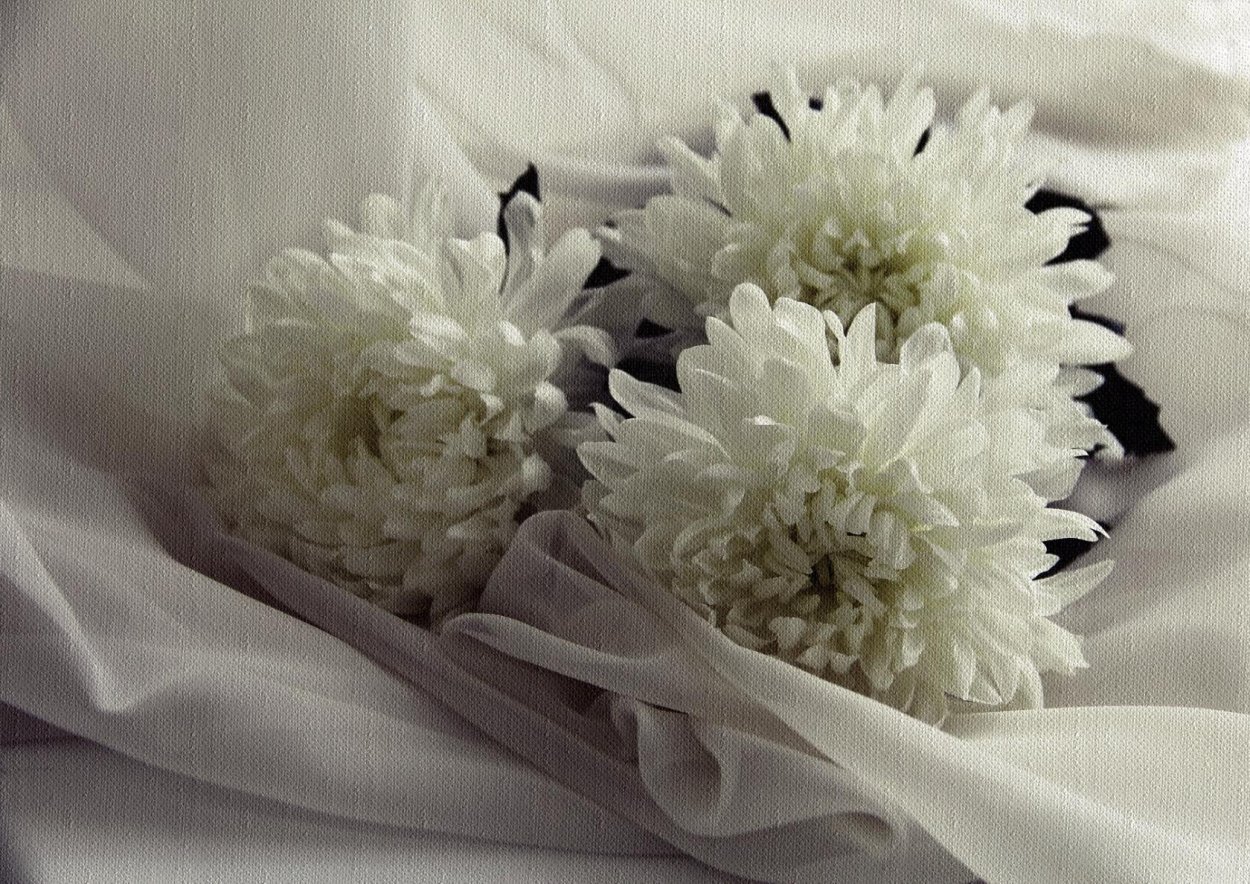 Красивые белые хризантемы