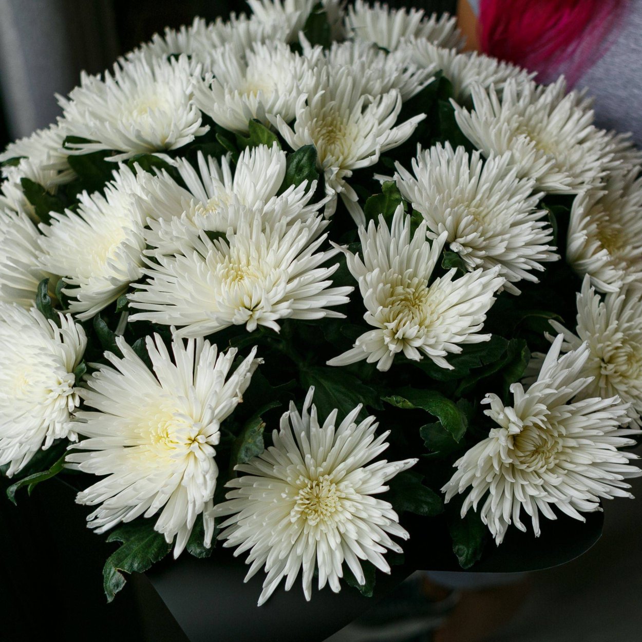 Осенние белые хризантемы в парках городов