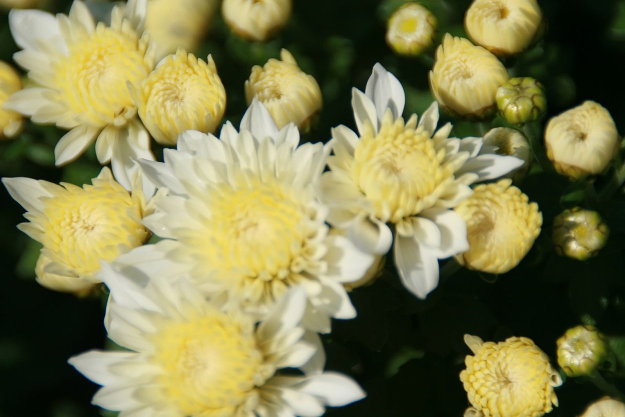 Хризантема увенчанная махровая