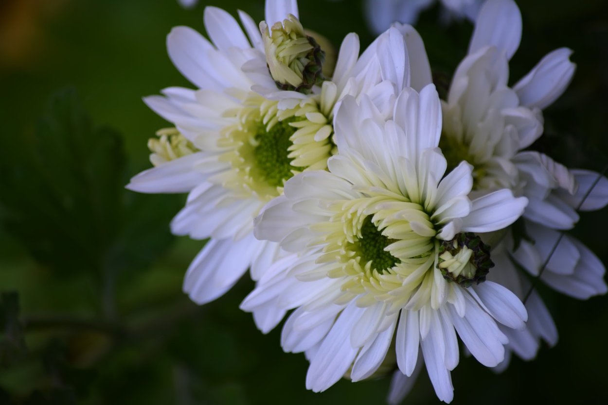 Хризантемы пышные размытый