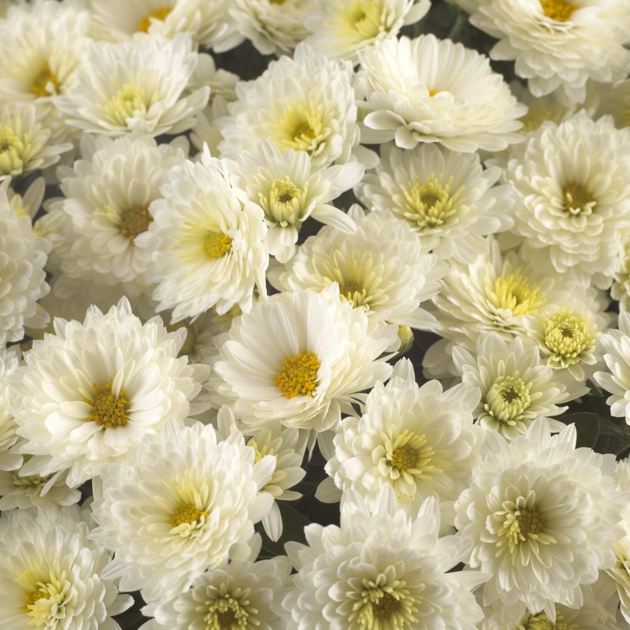 Хризантема Джиджи Сноу