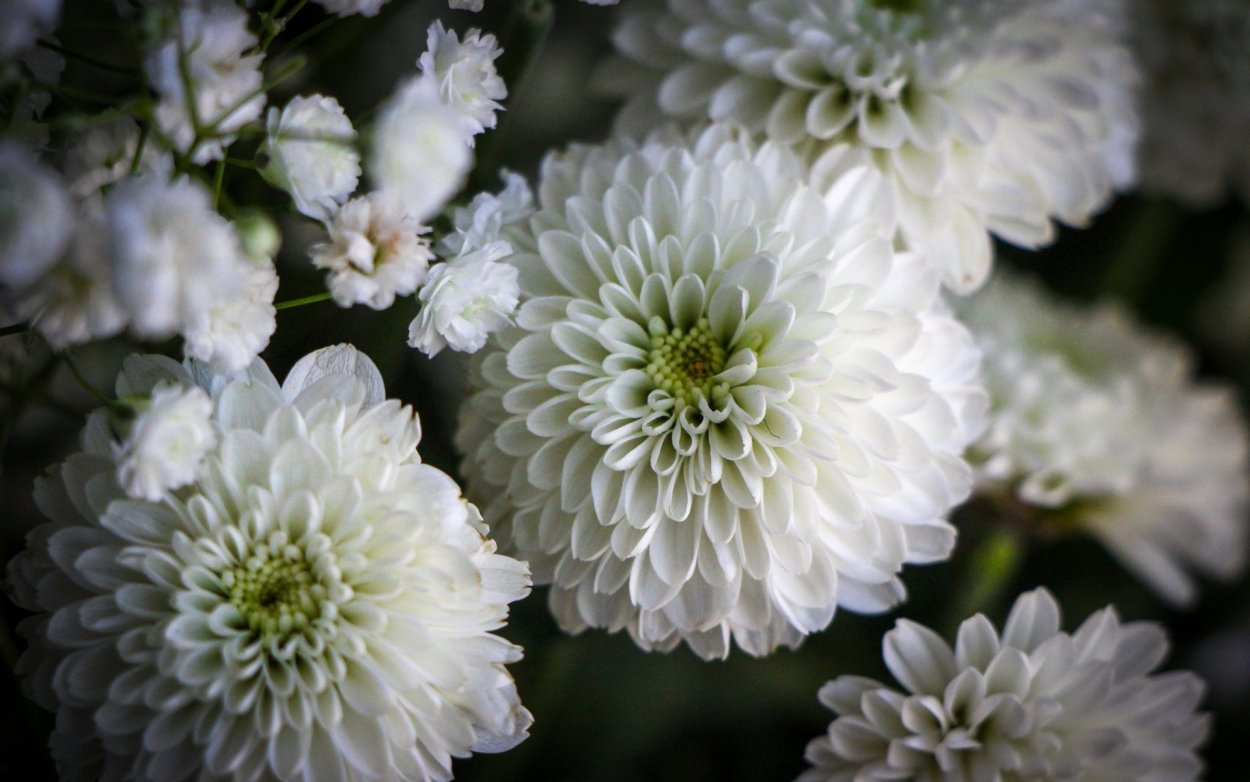 Хризантема Элизабет