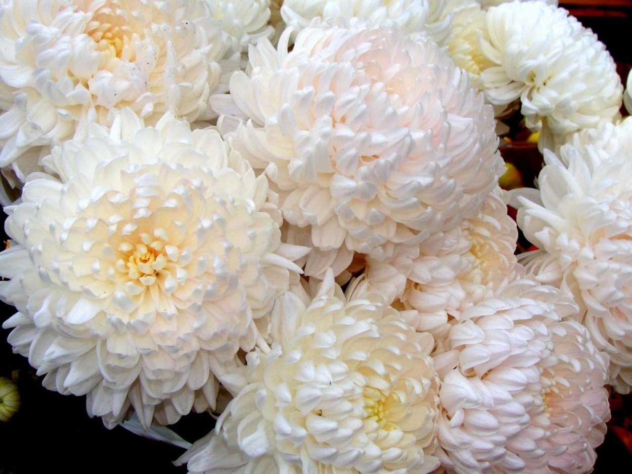 Хризантема Россано Элизабет