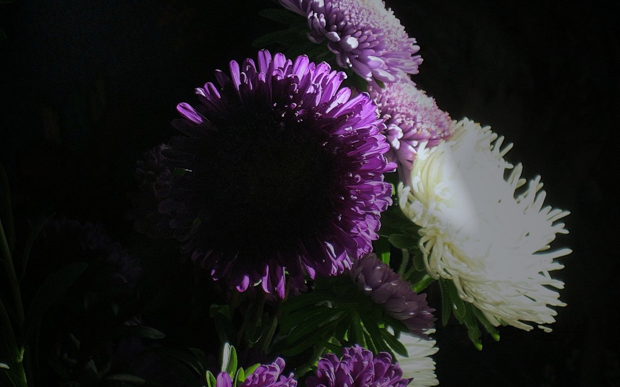 Цветы Астра черный бриллиант (50шт)