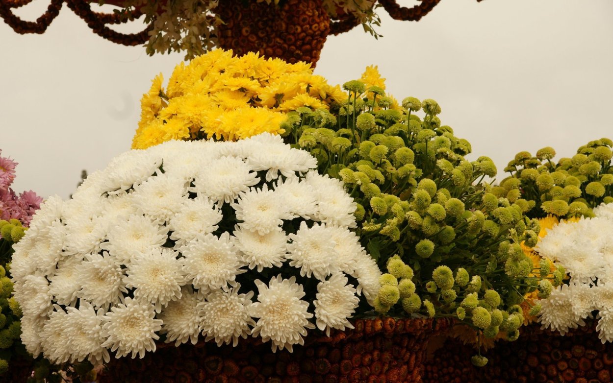 Хризантема мультифлора Балиос