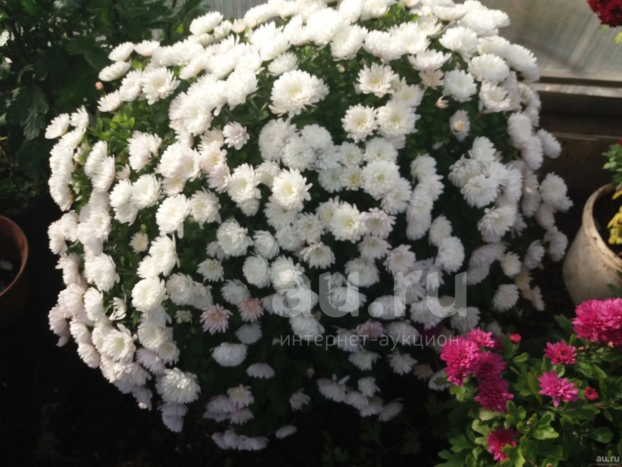 Хризантема мультифлора Маргаритка