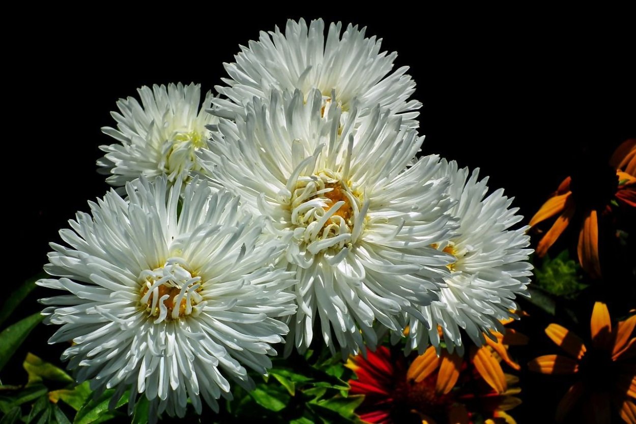 Хризантема мультифлора шаровидная клумба