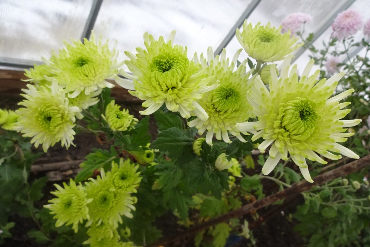 Хризантема корейская Эвелин Буш