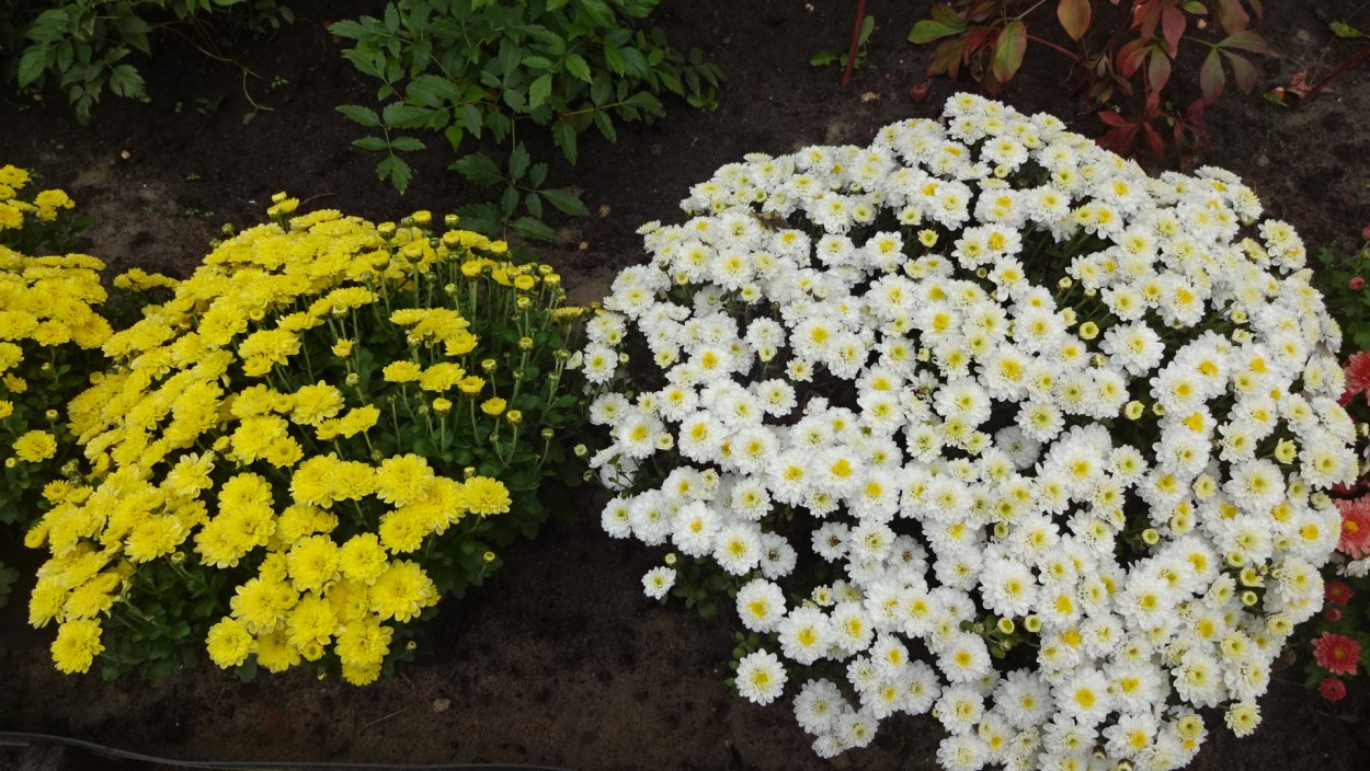 Хризантема Джиджи Сноу