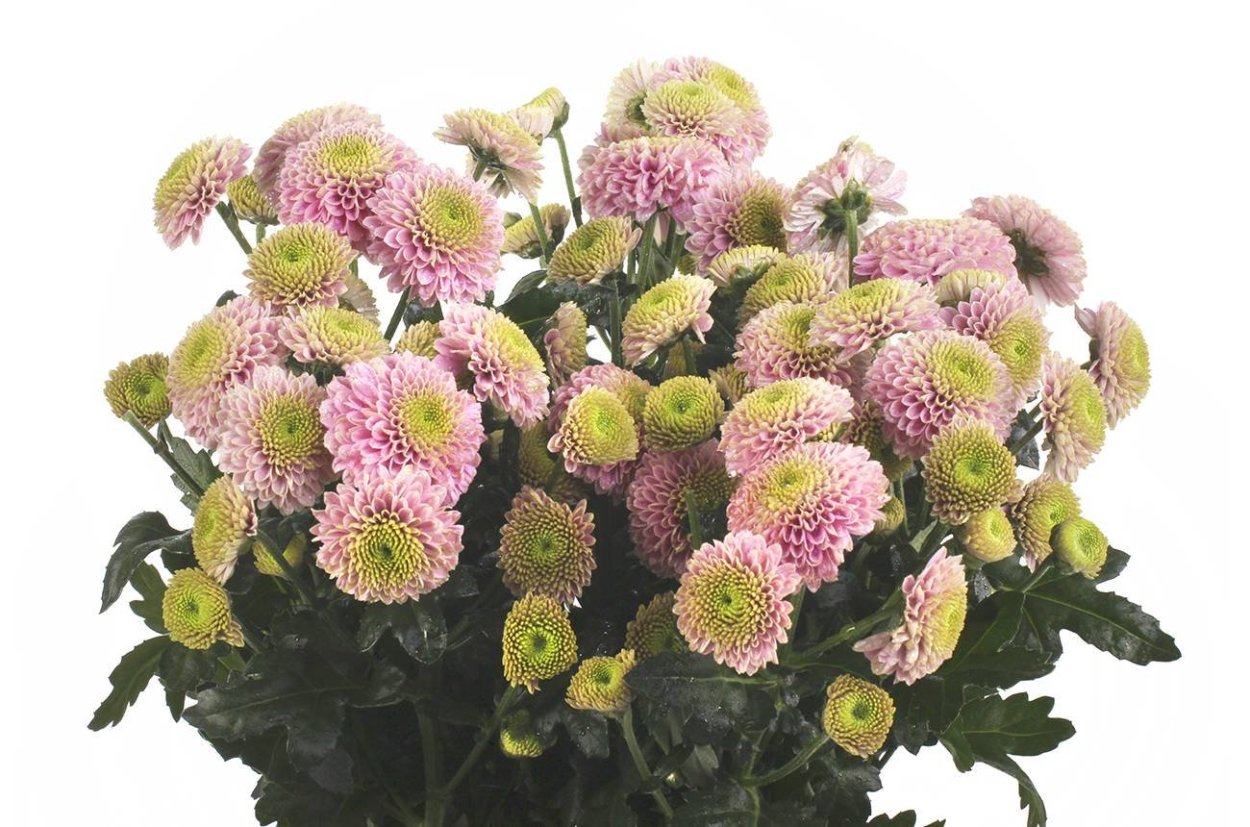 Хризантема Сантини Ауринко