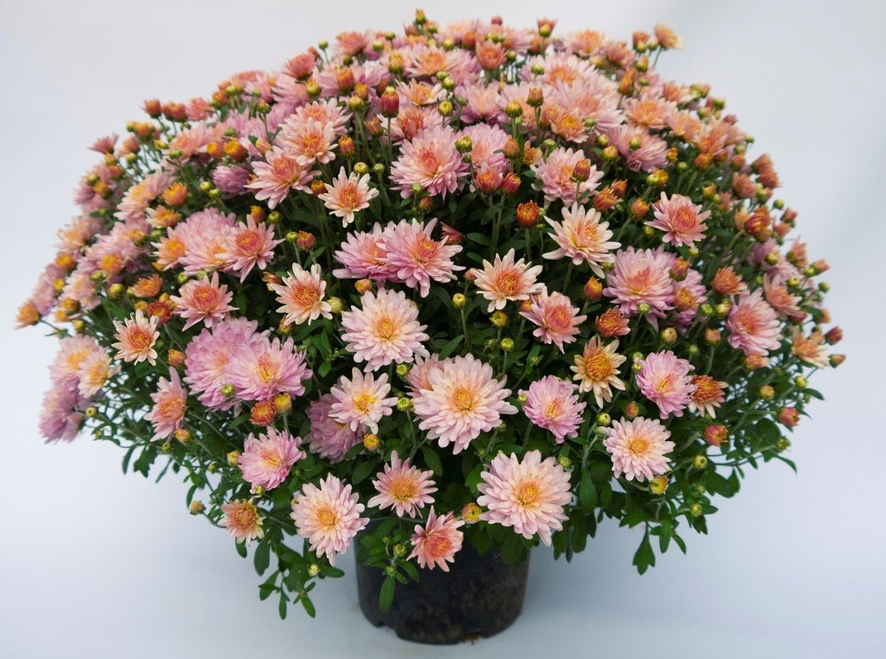 Хризантема мультифлора Арес