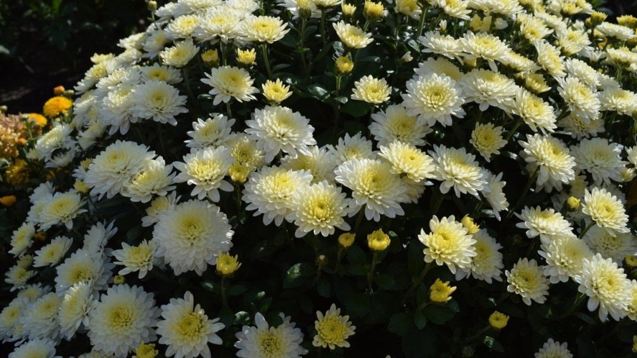 Хризантема Рибонет