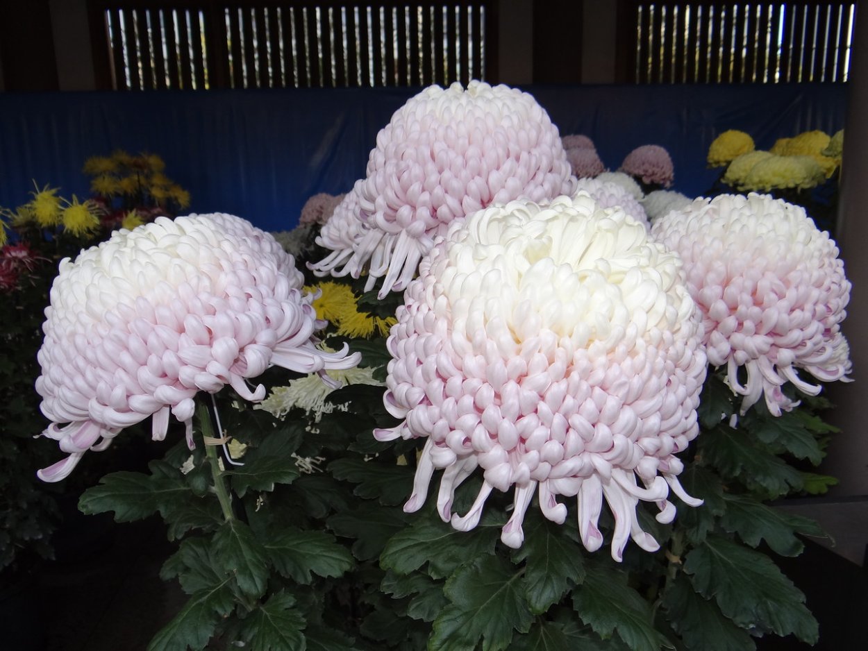 Алиссум вегетативный