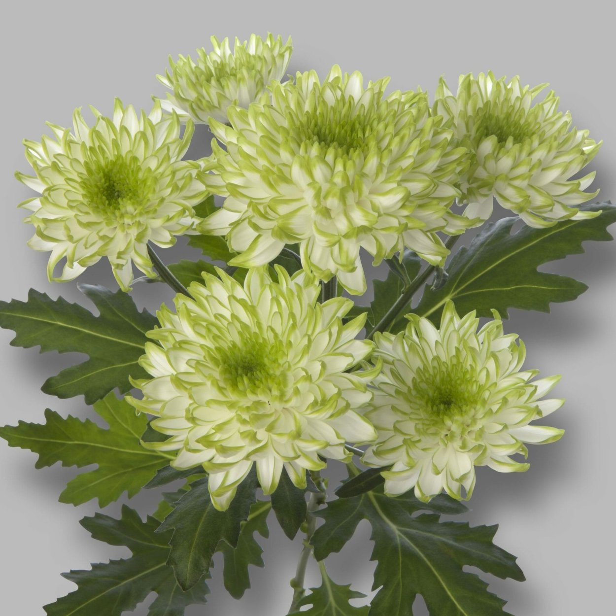 Хризантема кустовая Hamilton