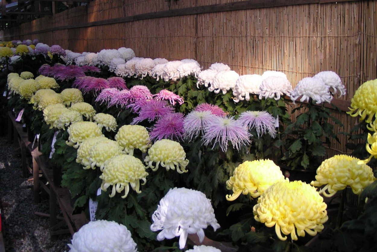 Хризантема кустовая Балтика