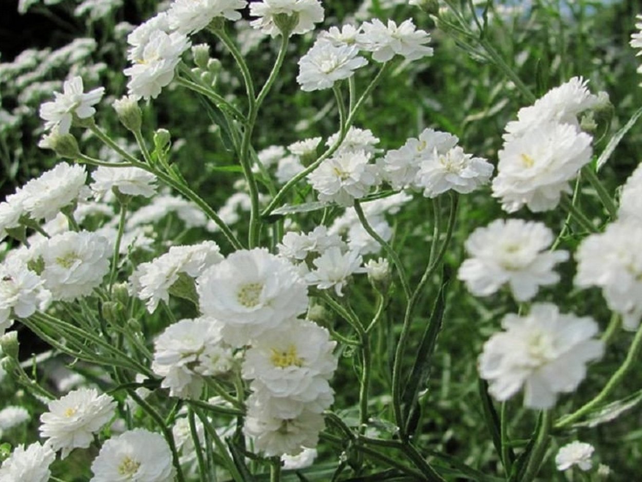 Гипсофила метельчатая махровая белая