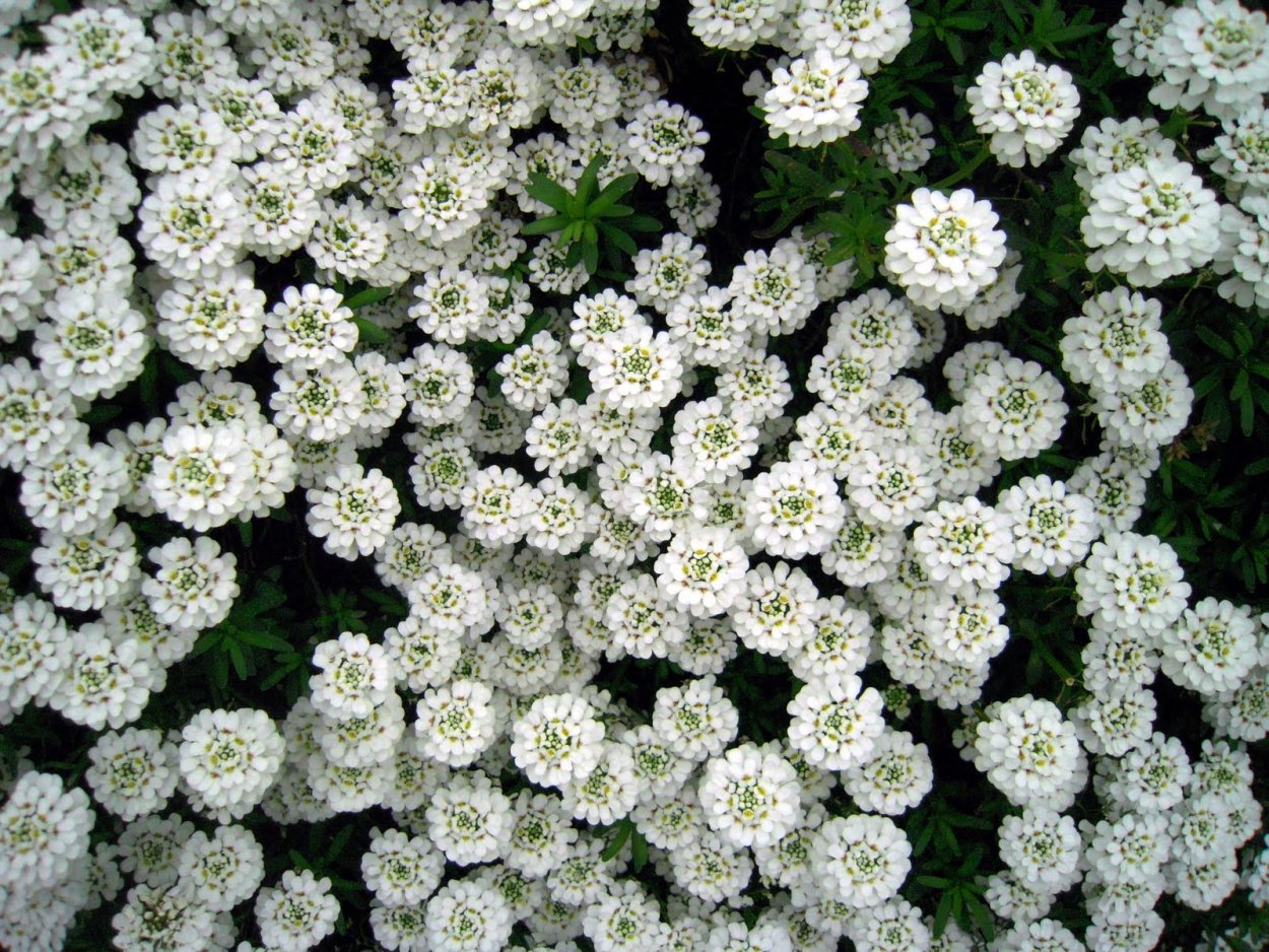 Иберис Ясколка