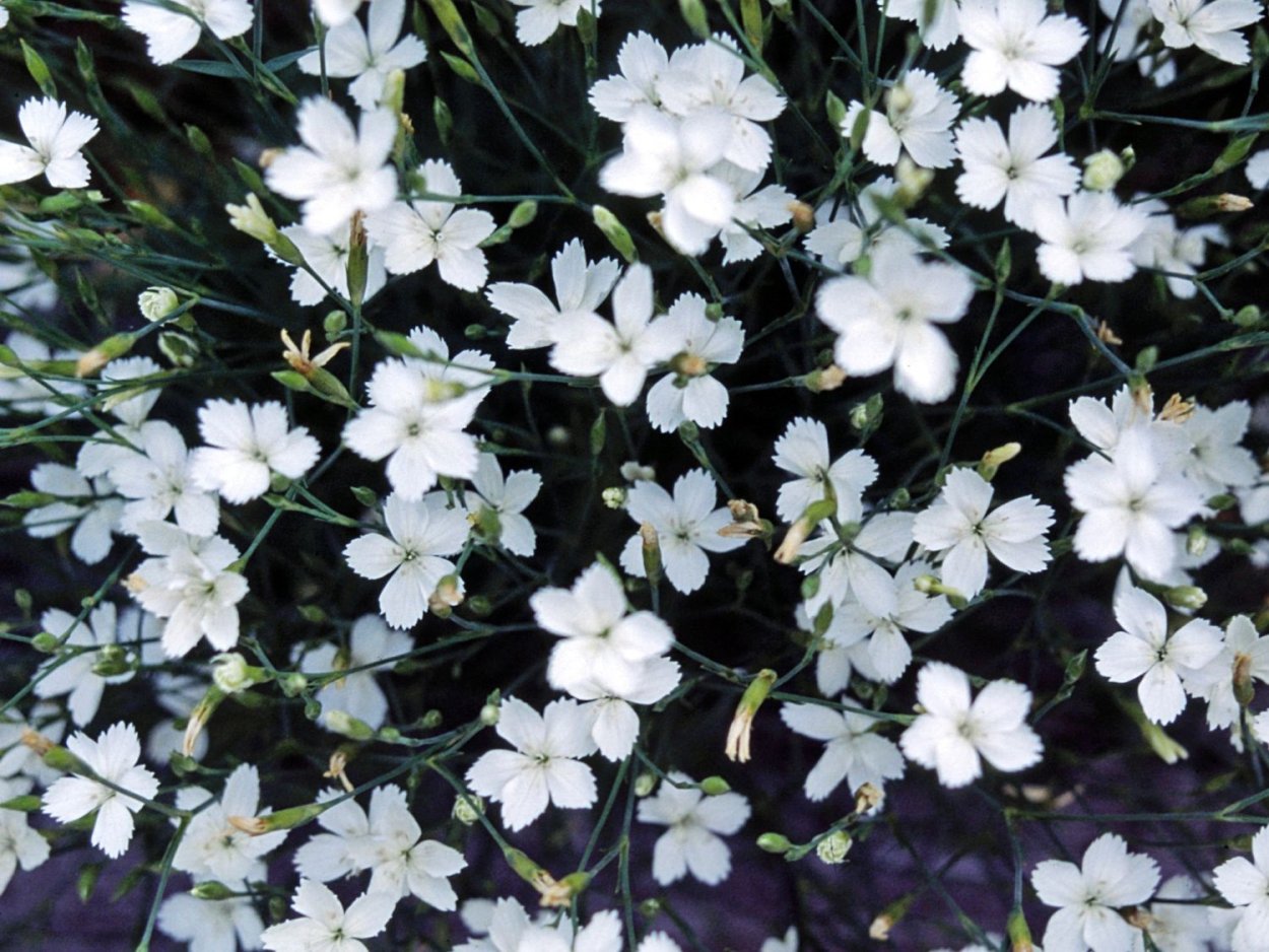 Гвоздика травянка белая