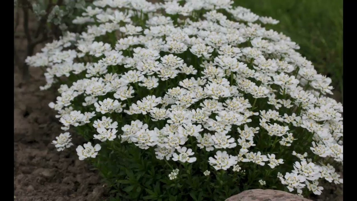 Иберис вечнозеленый Тахо