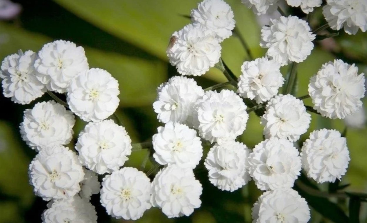 Тысячелистник птармика Жемчужница