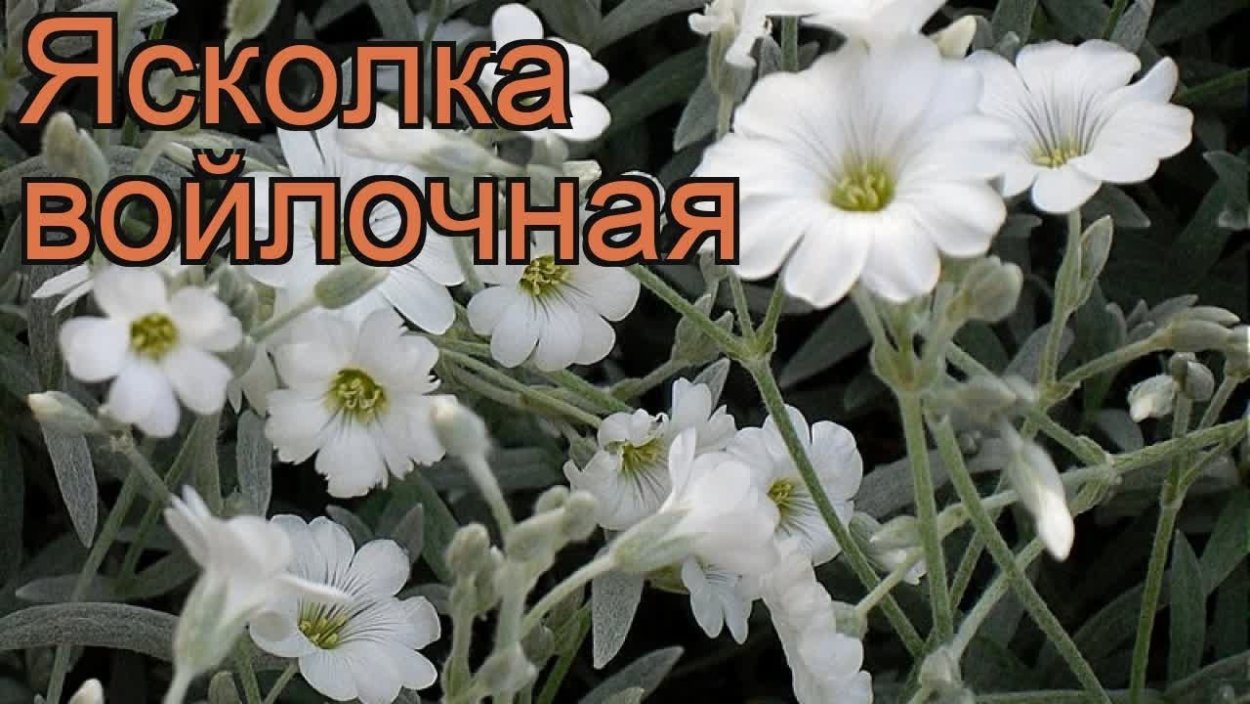 Ясколка Биберштейна