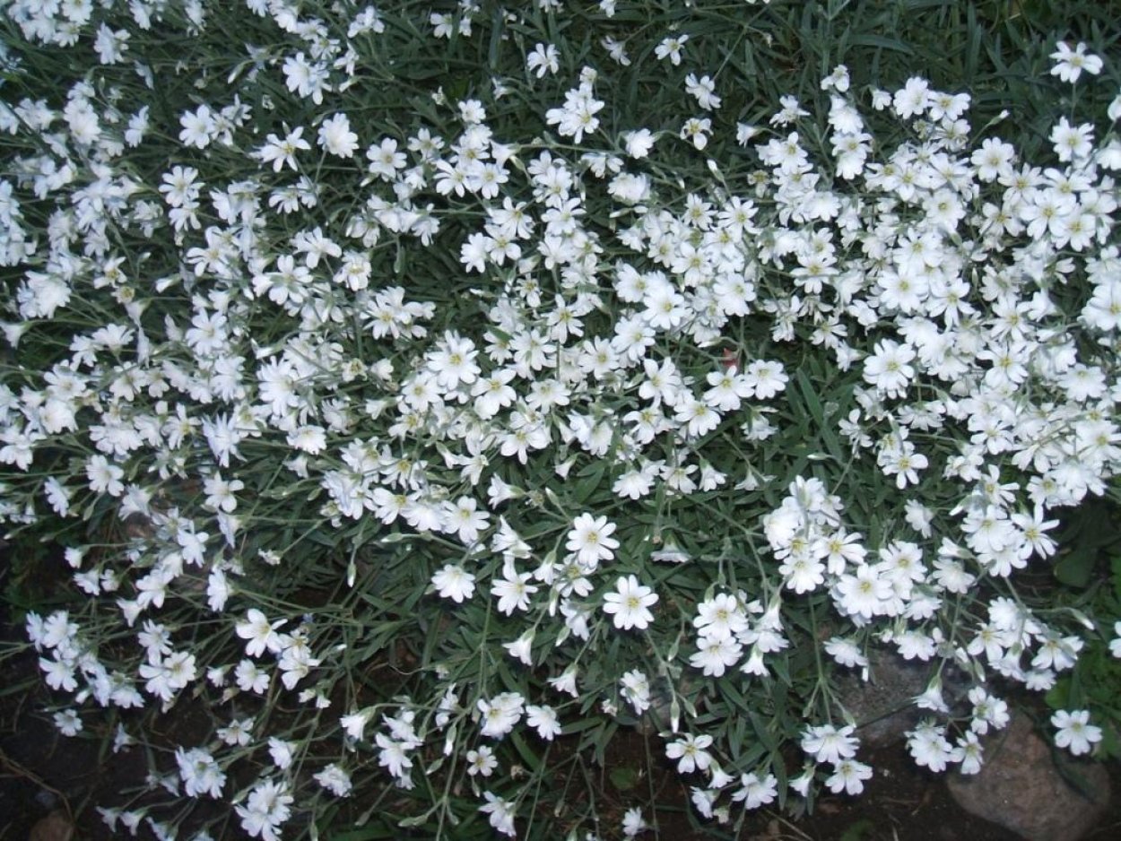 Ясколка беленькие мелкие цветочки