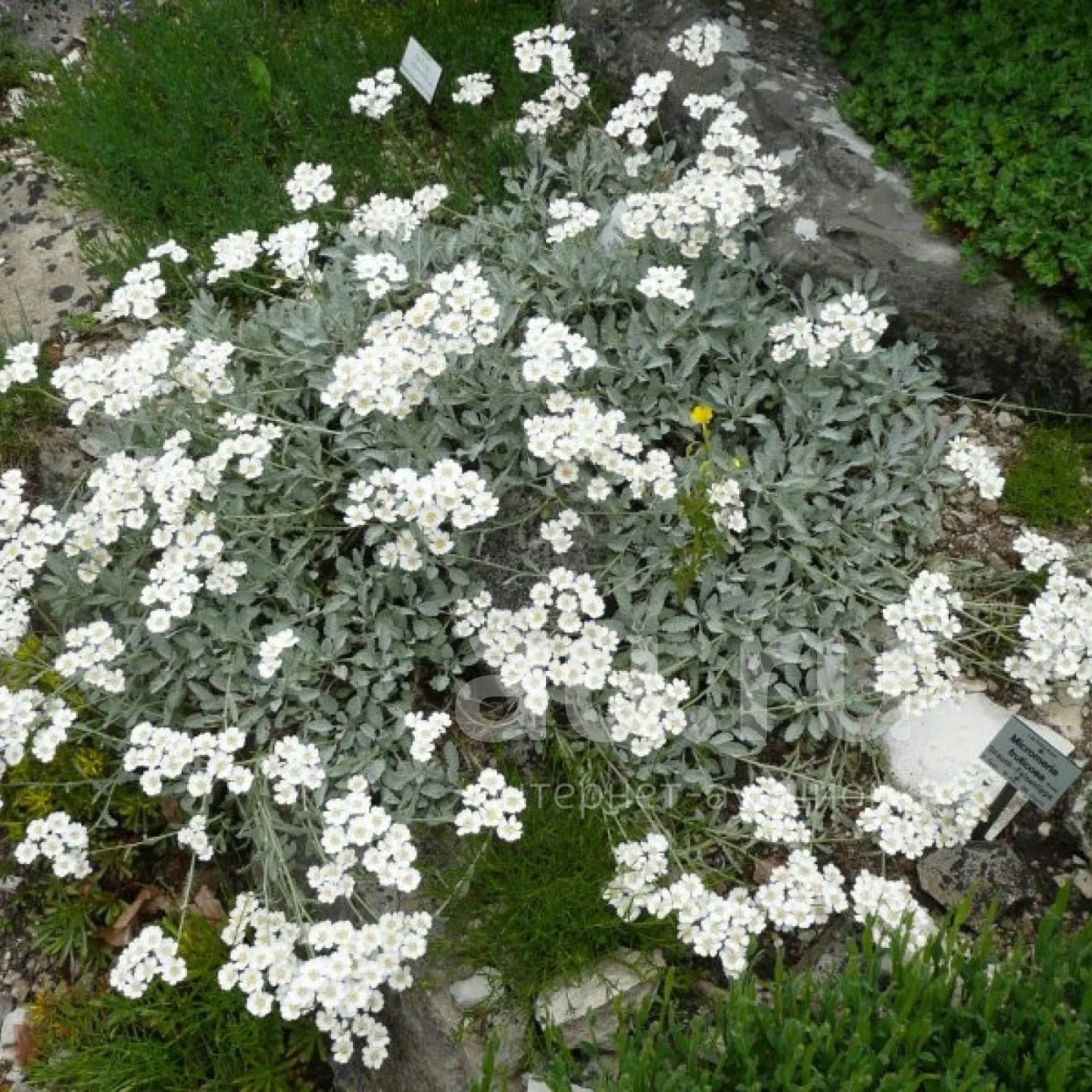 Achillea umbellata