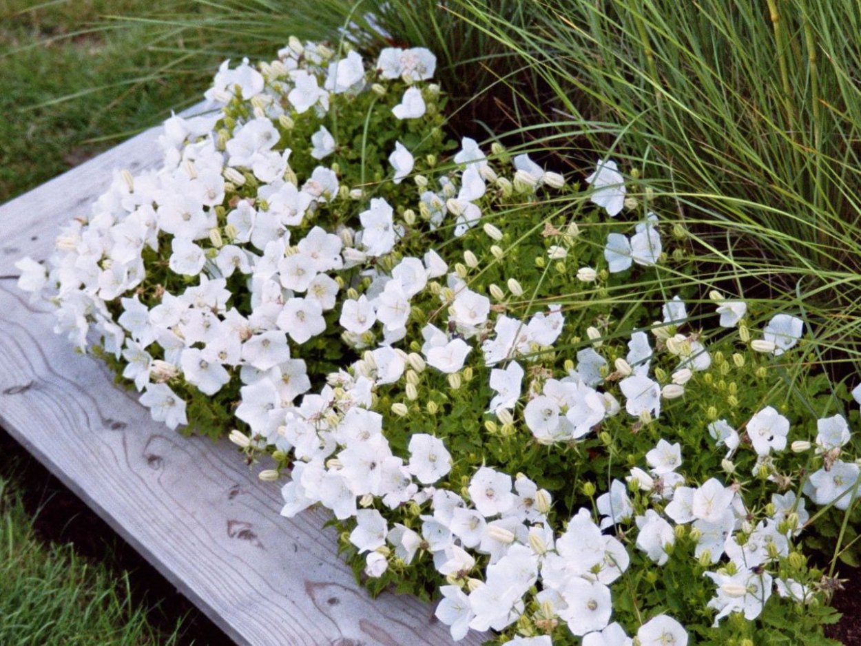 Колокольчик Карпатский клипс Вайт