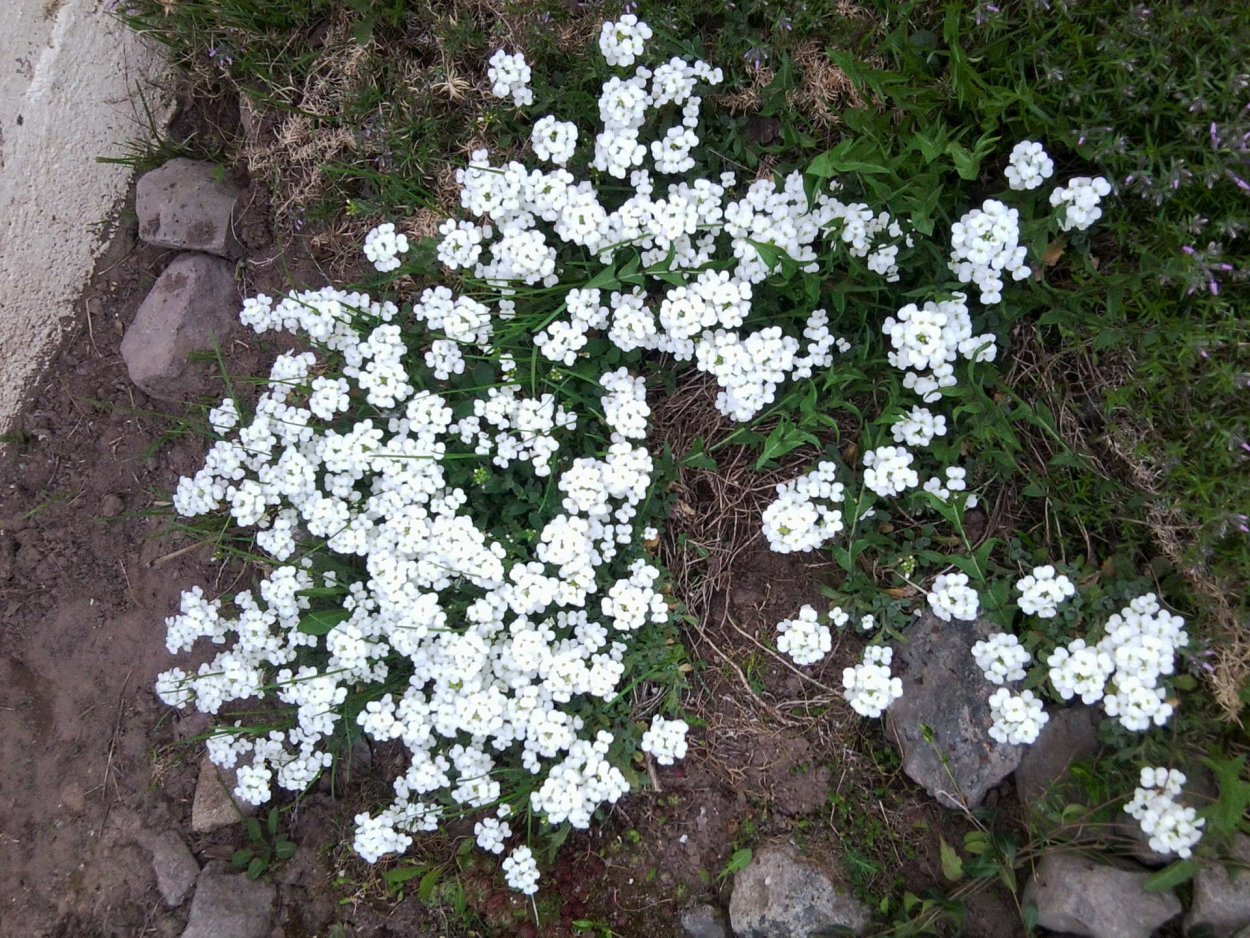 Белые цветы стелющиеся по земле