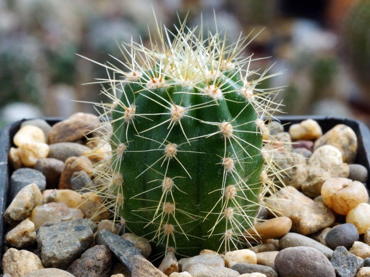 Трихоцереус кандиканс