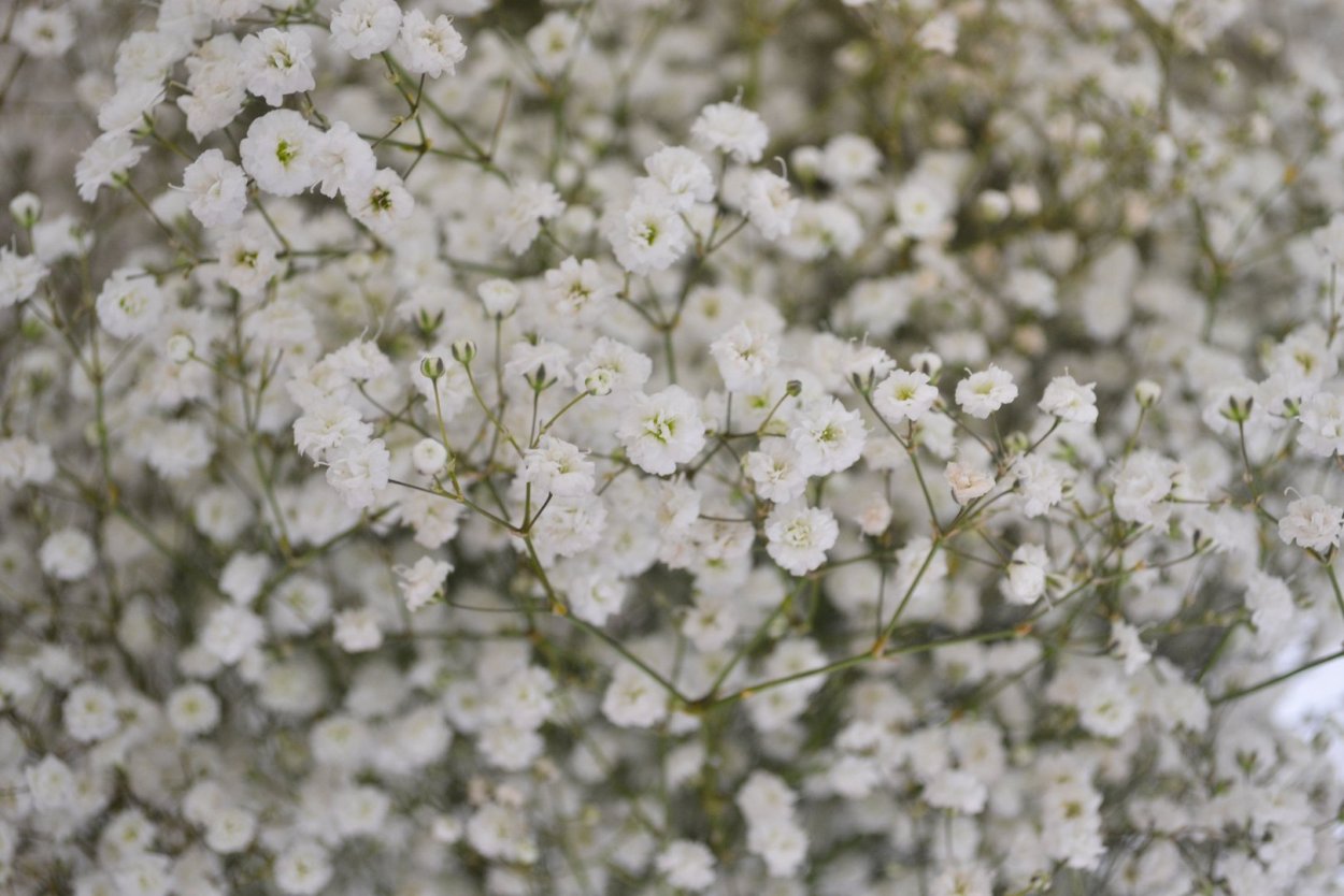 Гипсофила Долина Экстра