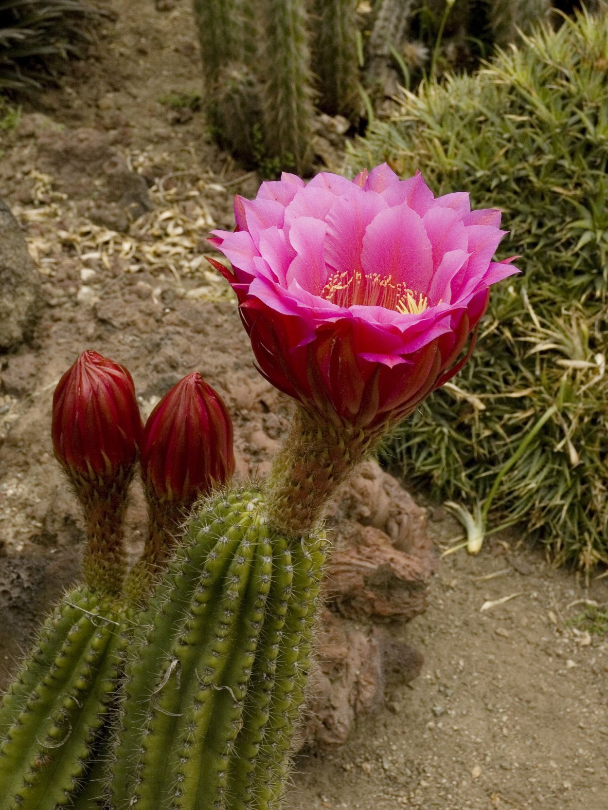 Trichocereus spachianus