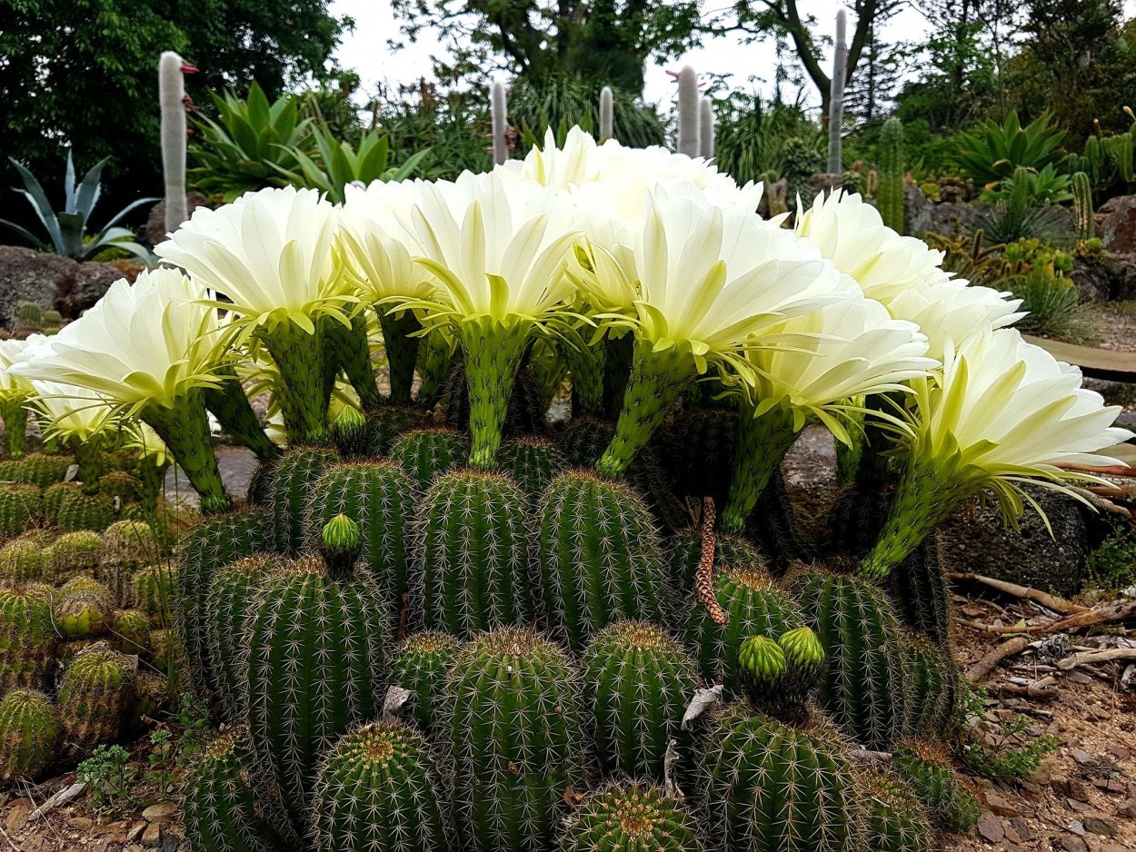 Трихоцереус ядовитый