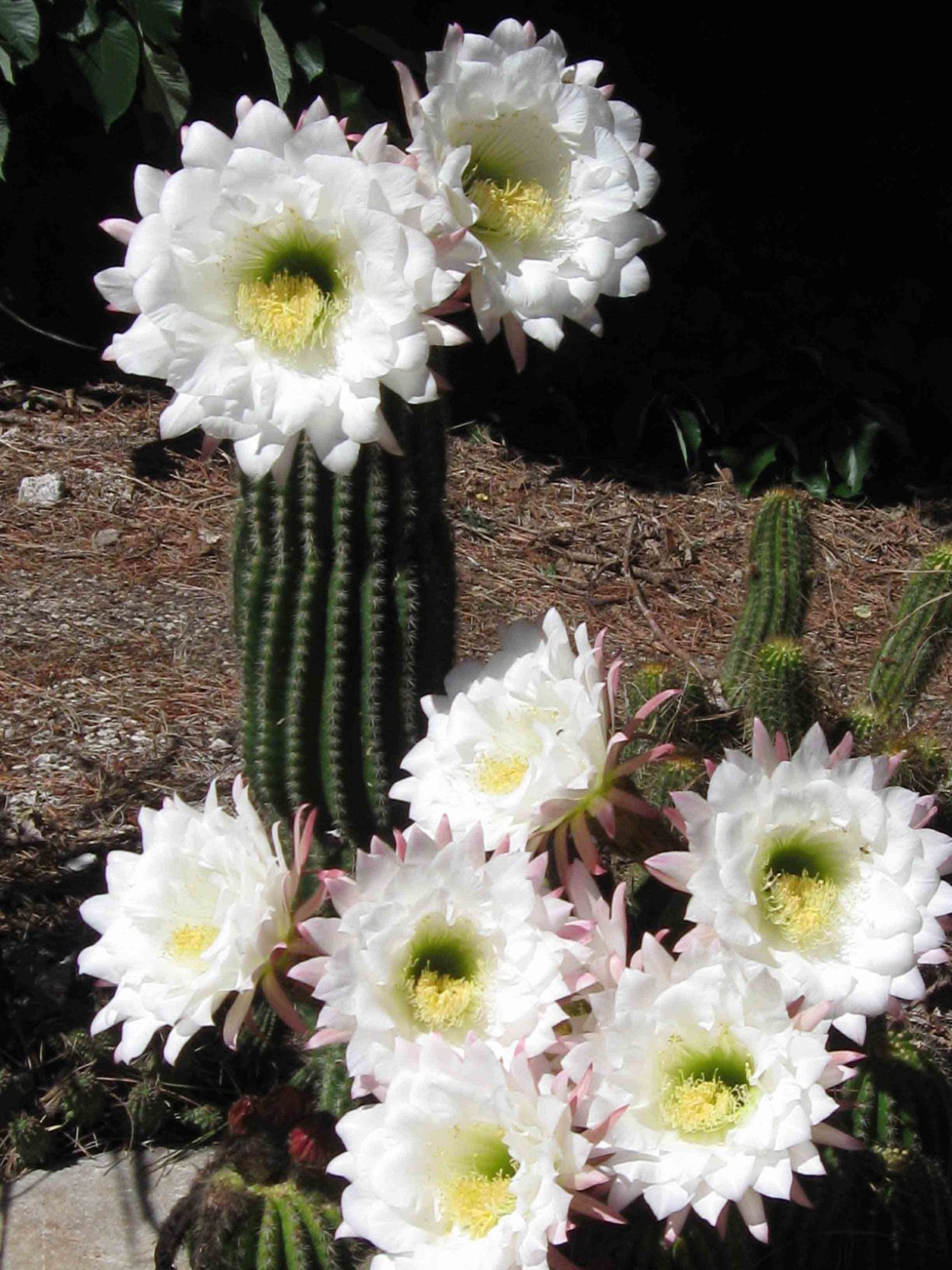 Трихоцереус (Trichocereus).