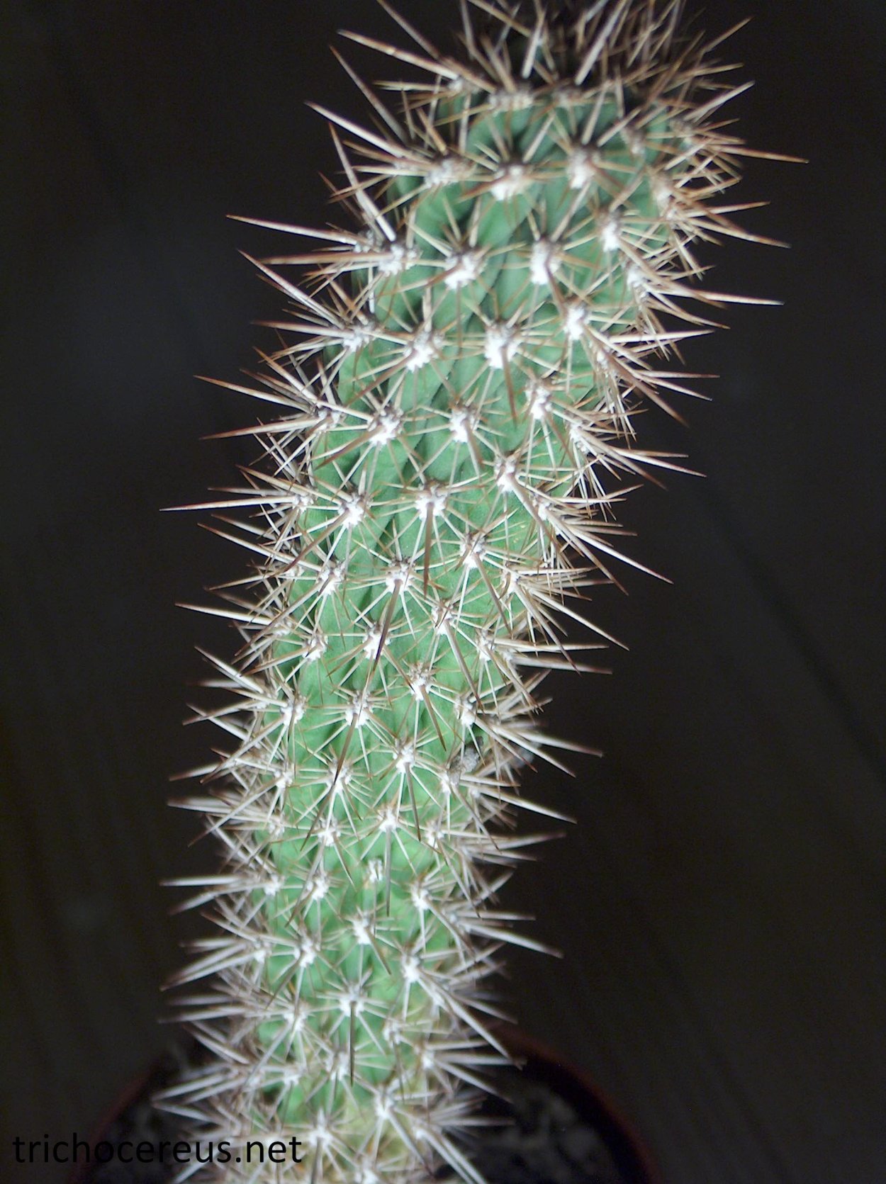 Трихоцереус гибридный