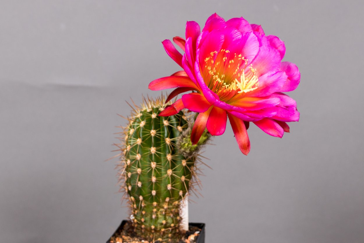 Эхинопсис div Liske