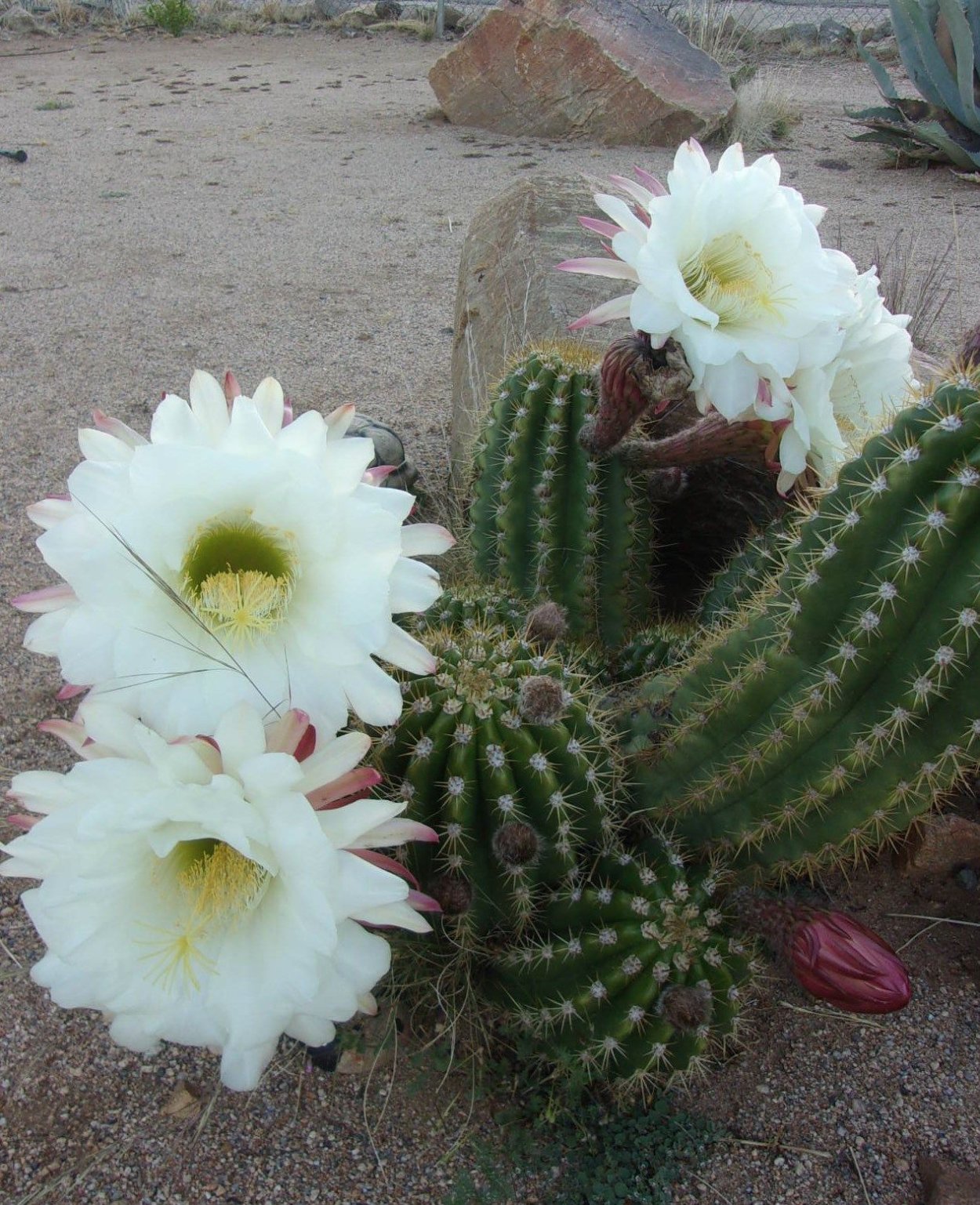 Trichocereus thelegonus
