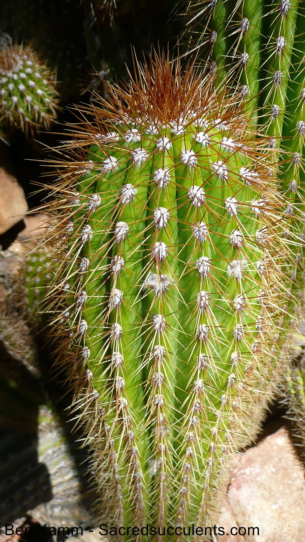 Trichocereus chiloensis