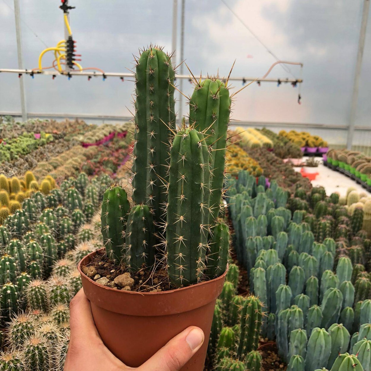 Трихоцереус цветет