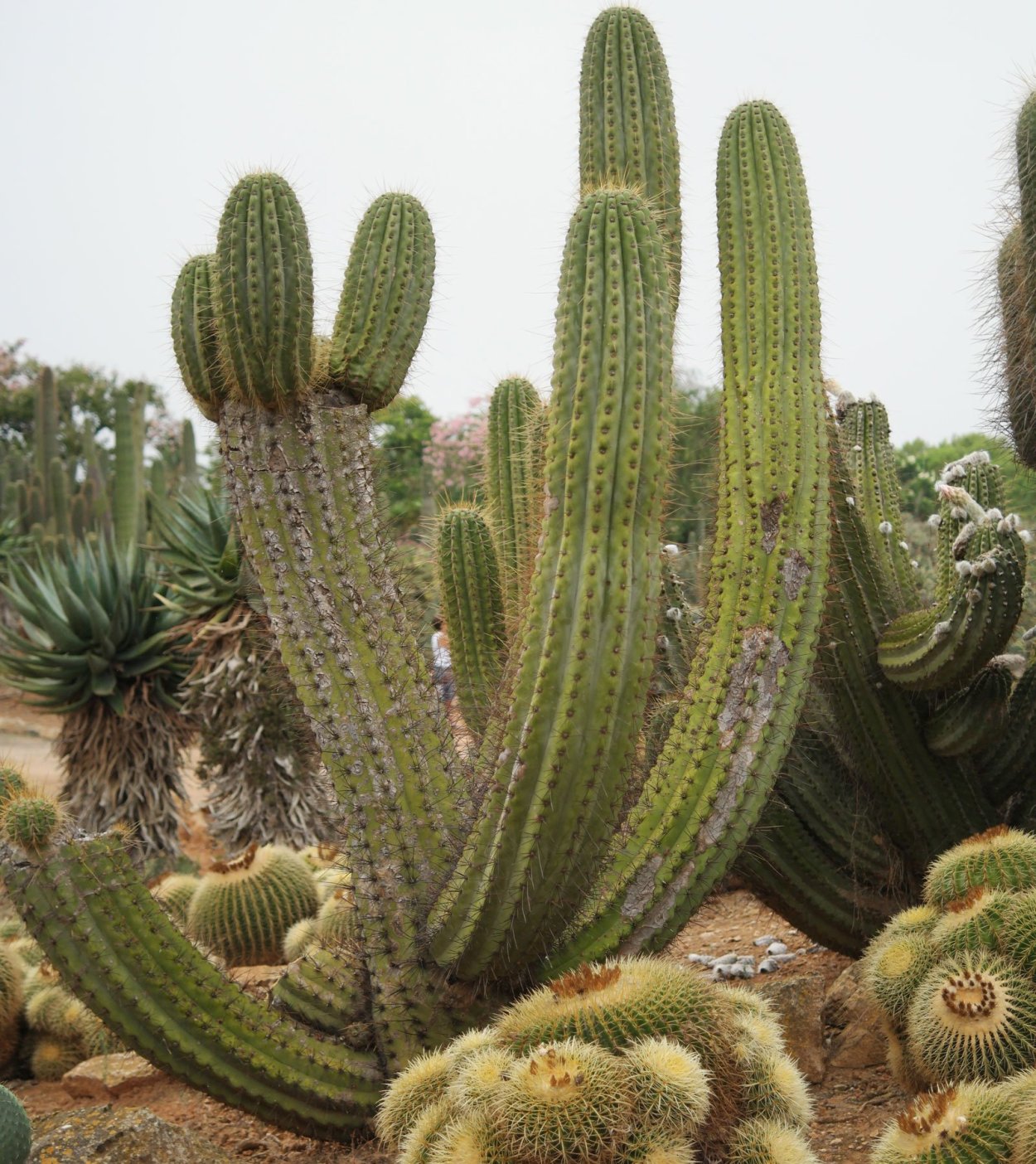 Полаския Чичипе