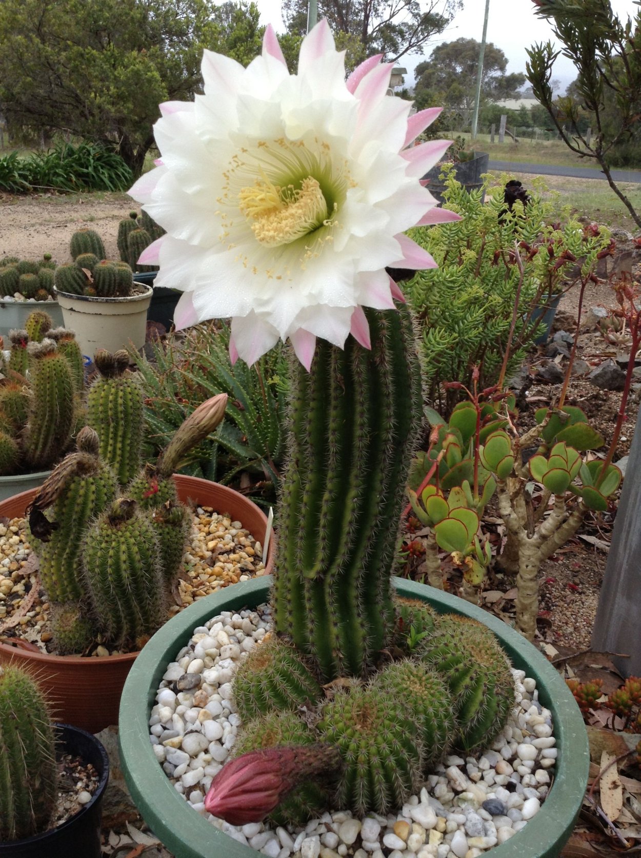 Трихоцереус комнатный цветок