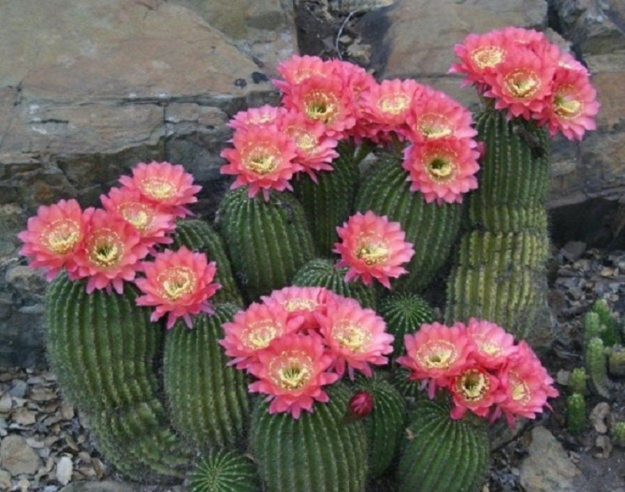 Эхинопсис Гертриха